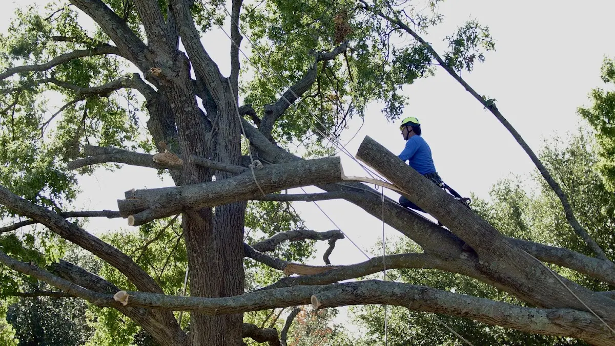 Professional Crown Thinning performed by certified arborists in New Vineyard